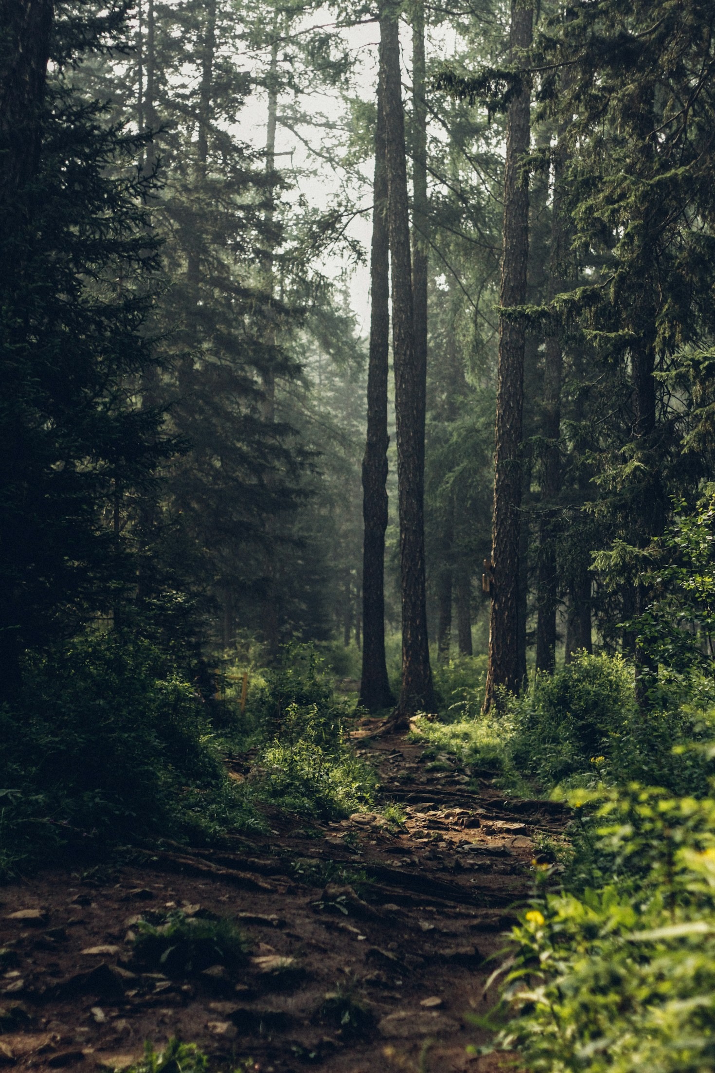 Understanding The Environmental Cost Of Turbines